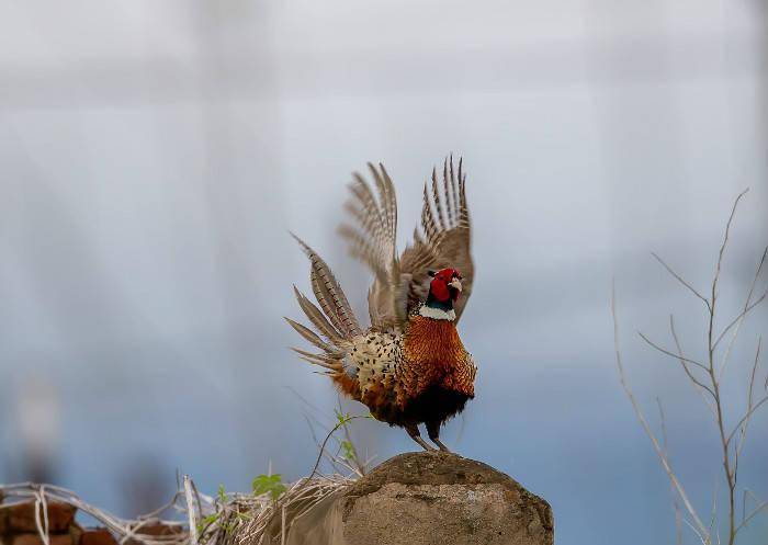 珲春生态好,野鸡也逍遥