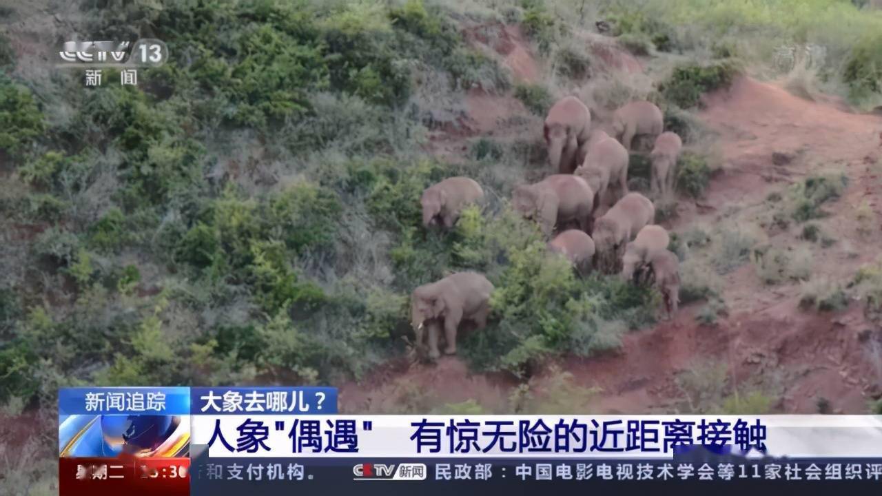 象宝宝怎么吃奶 人象近距离接触是种什么体验 象群