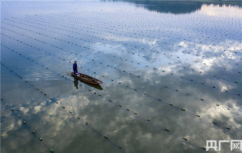 江西都昌:淡水珍珠 助农增收_养殖