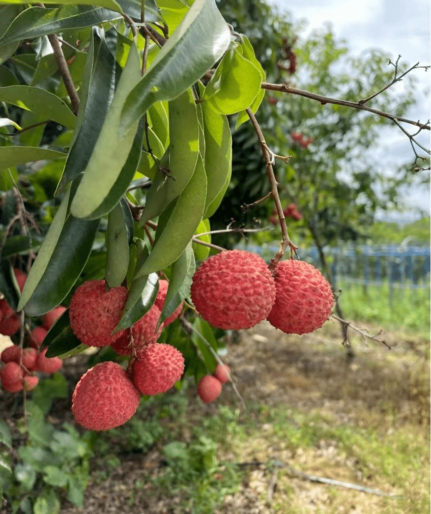 采摘价格:荔枝(桂味,糯米糍)10元/斤99 果园地址:太平镇588乡道金钟