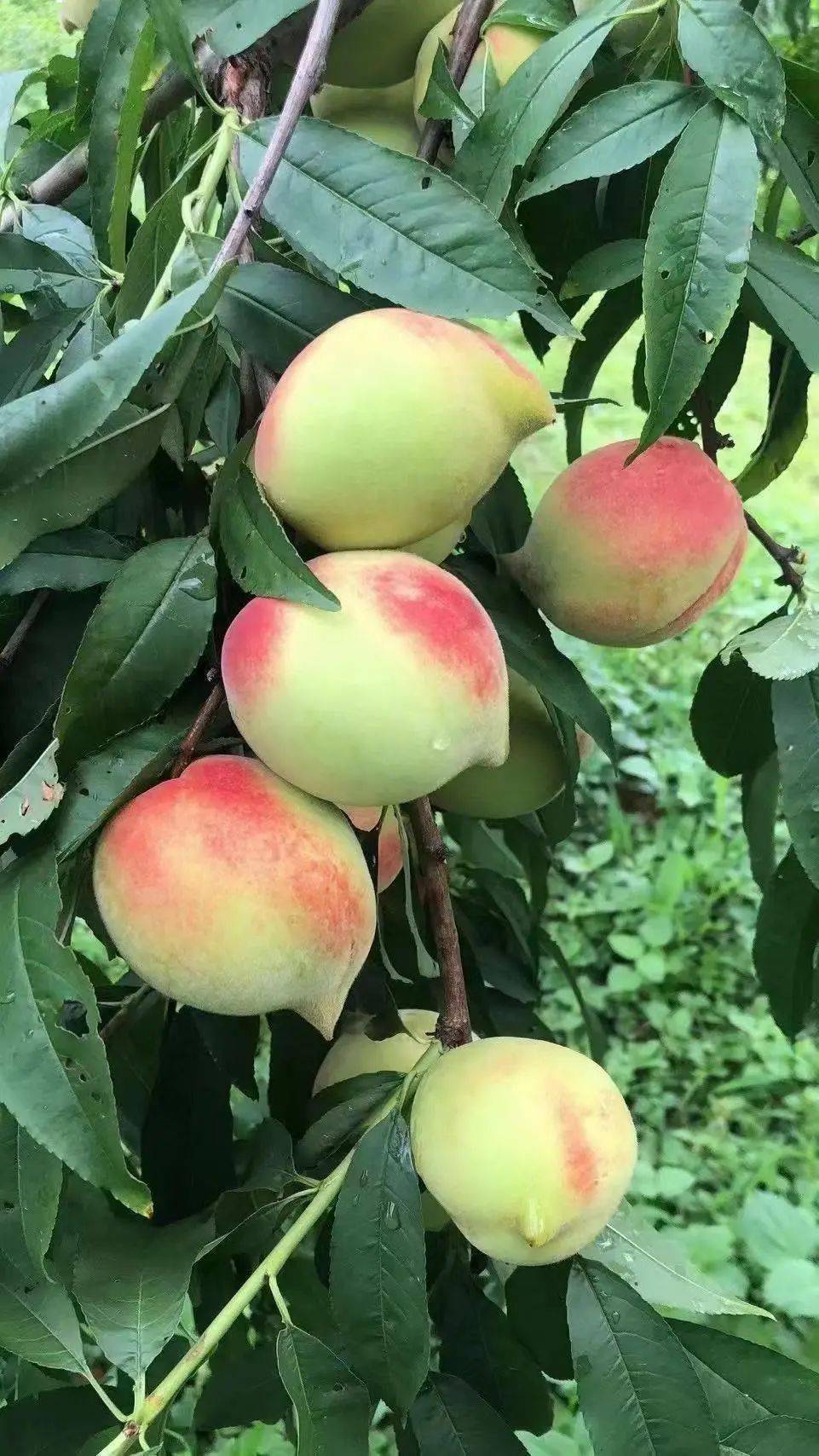 67重磅翁源的鹰嘴桃上市啦周末出发带你邂逅夏日的香甜