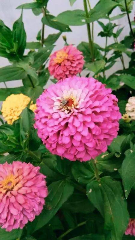 晒图园子里的重瓣百日草百日菊