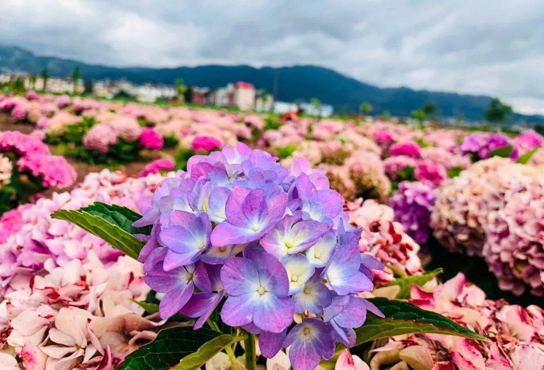 美美美美极了绣球花开澄江浪漫花海等你来打卡