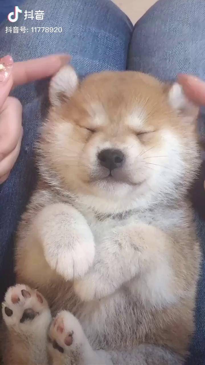 睡的最香的就是你了柴犬小奶狗