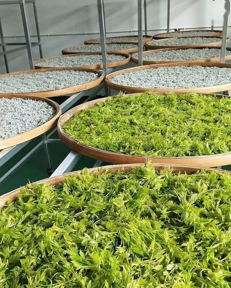 寻茶记沅陵莓茶基地