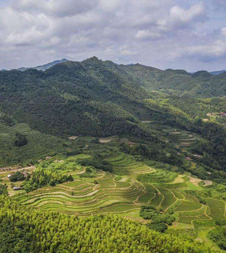 寻茶记沅陵莓茶基地