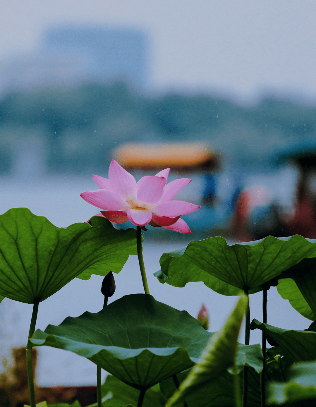 荷花,开了!_济南