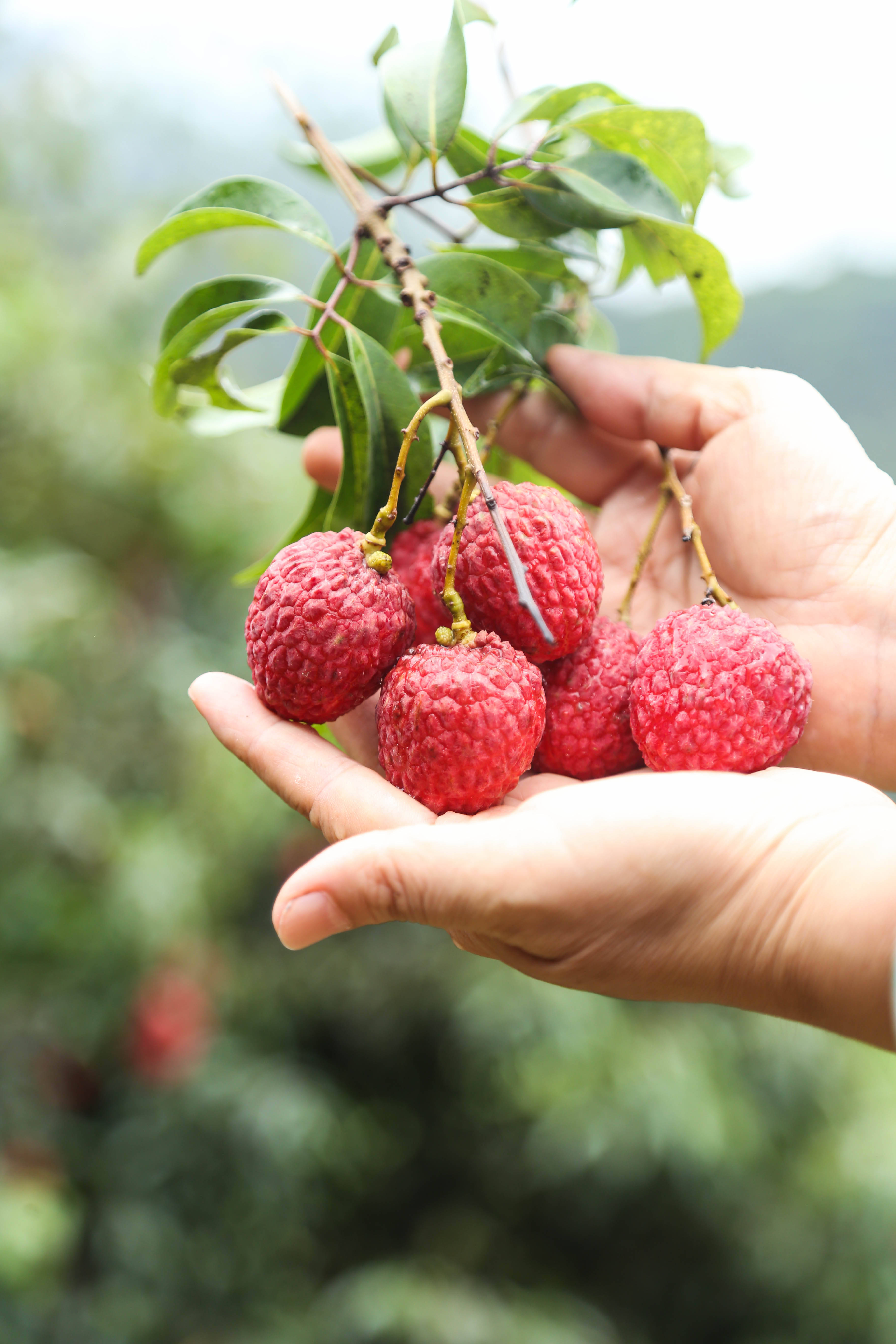 为了百万荔农,广东急调162架次航班"护送"荔枝出省_南方航空