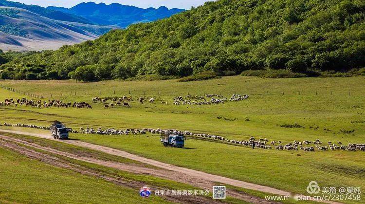 蒙古自治区赤峰市阿鲁科尔沁旗巴彦温都尔苏木1350户牧民开始陆续赶着