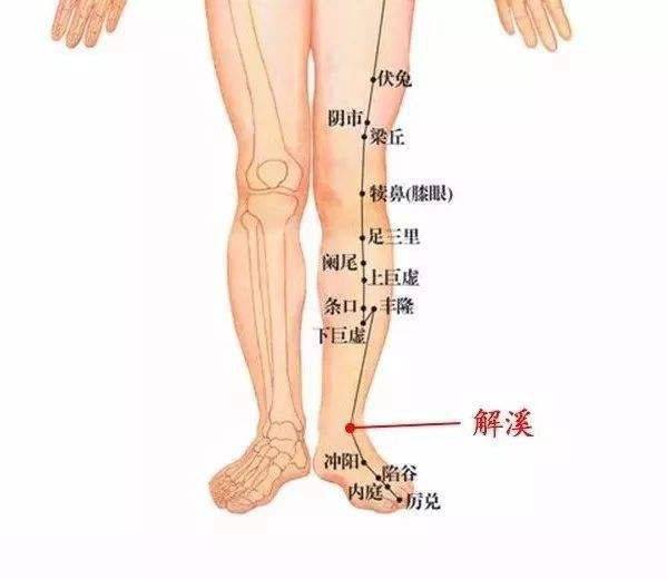 腿部六条经络 位置图图片