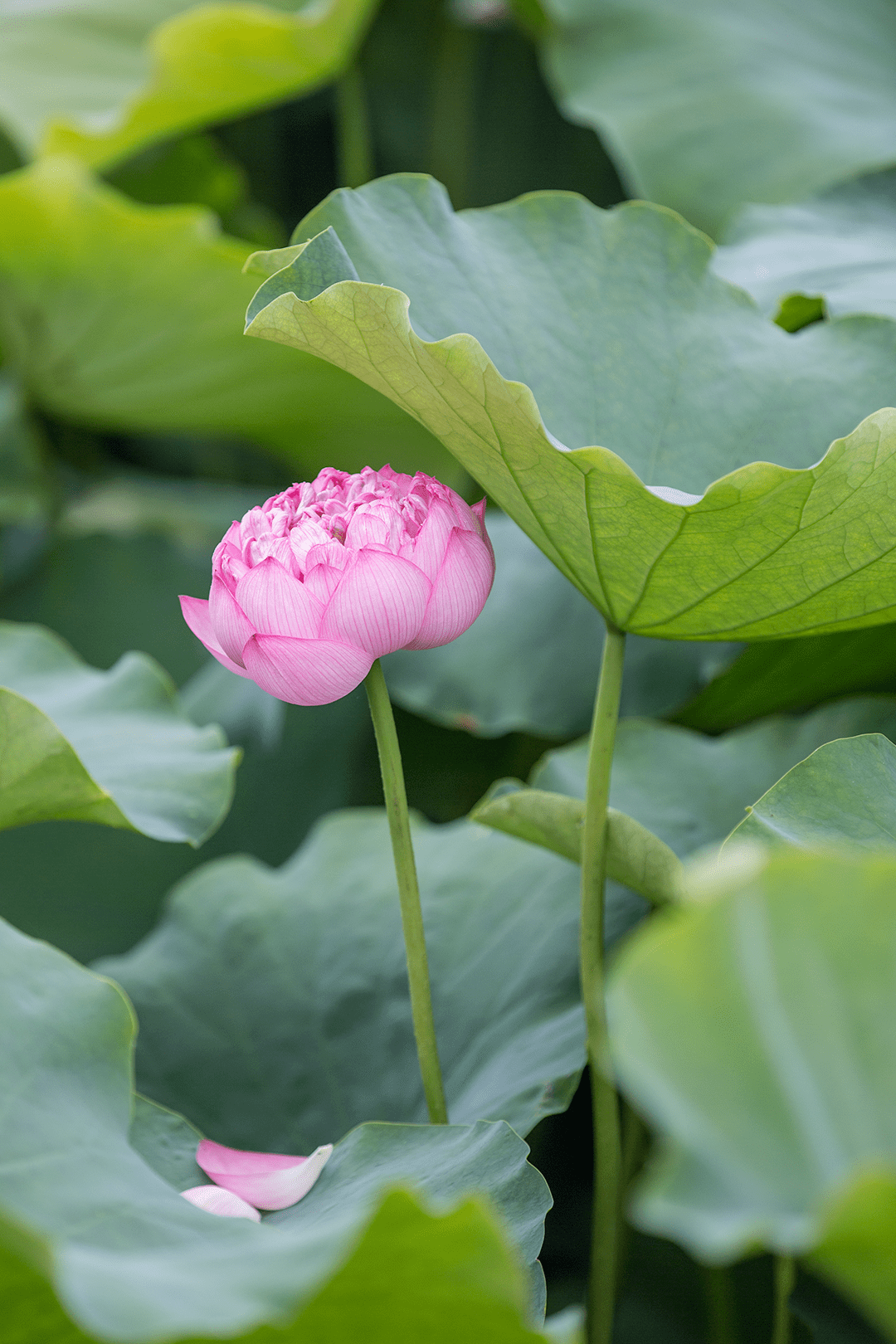 高清大圖西昌邛海溼地夏日荷花大賞哪朵最美你說了算