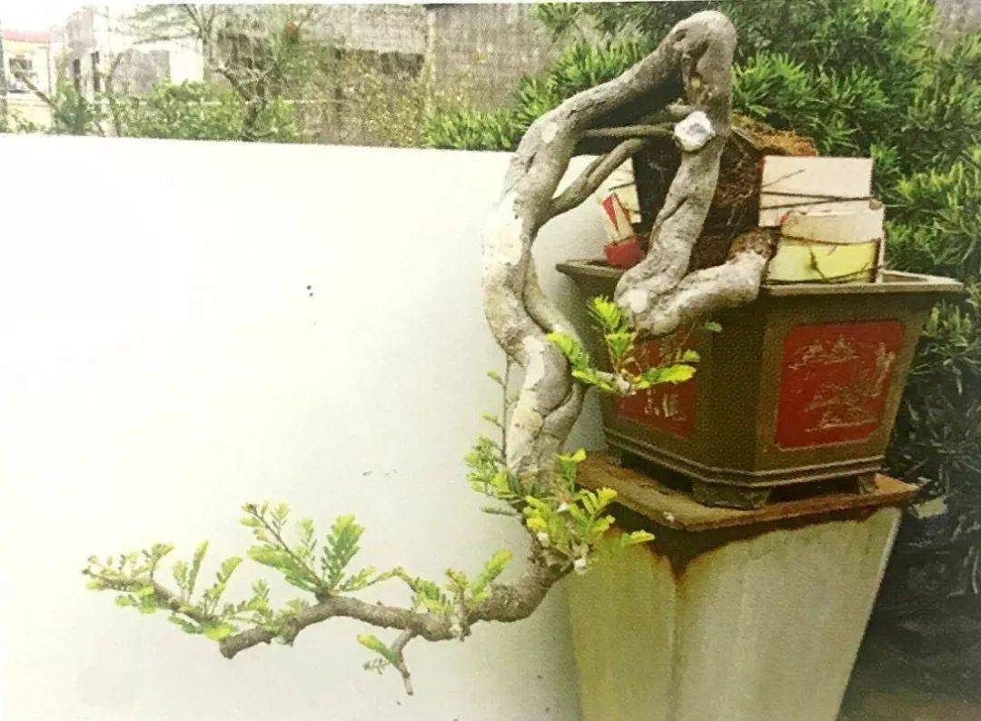 分享盆景造型案例,山油柑桩材十六年蜕变为盆景的成型轨迹!