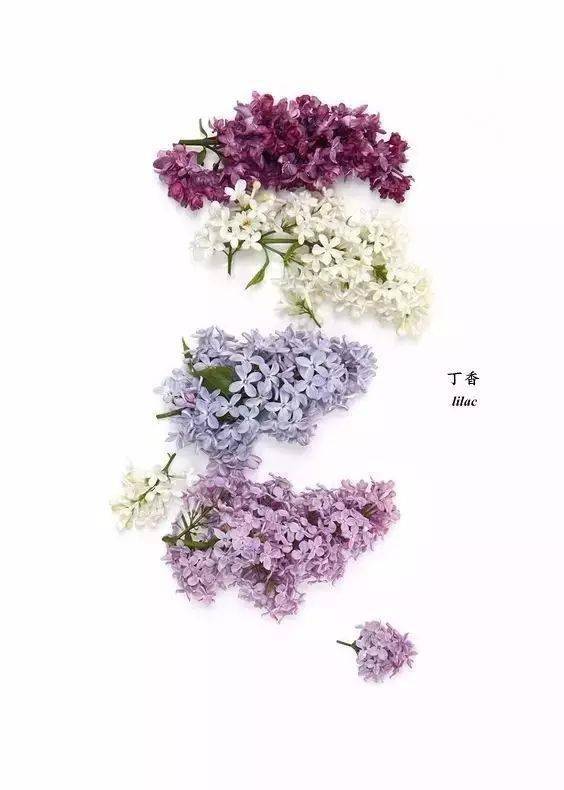 50种常见鲜花的花语大全扫盲贴6686体育官网(图10)