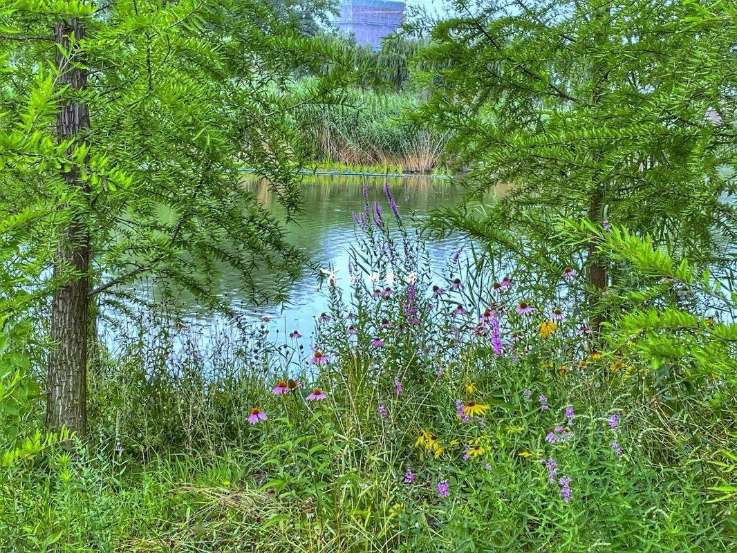 很漂亮隐藏在宿州城市中的湿地公园你去过吗