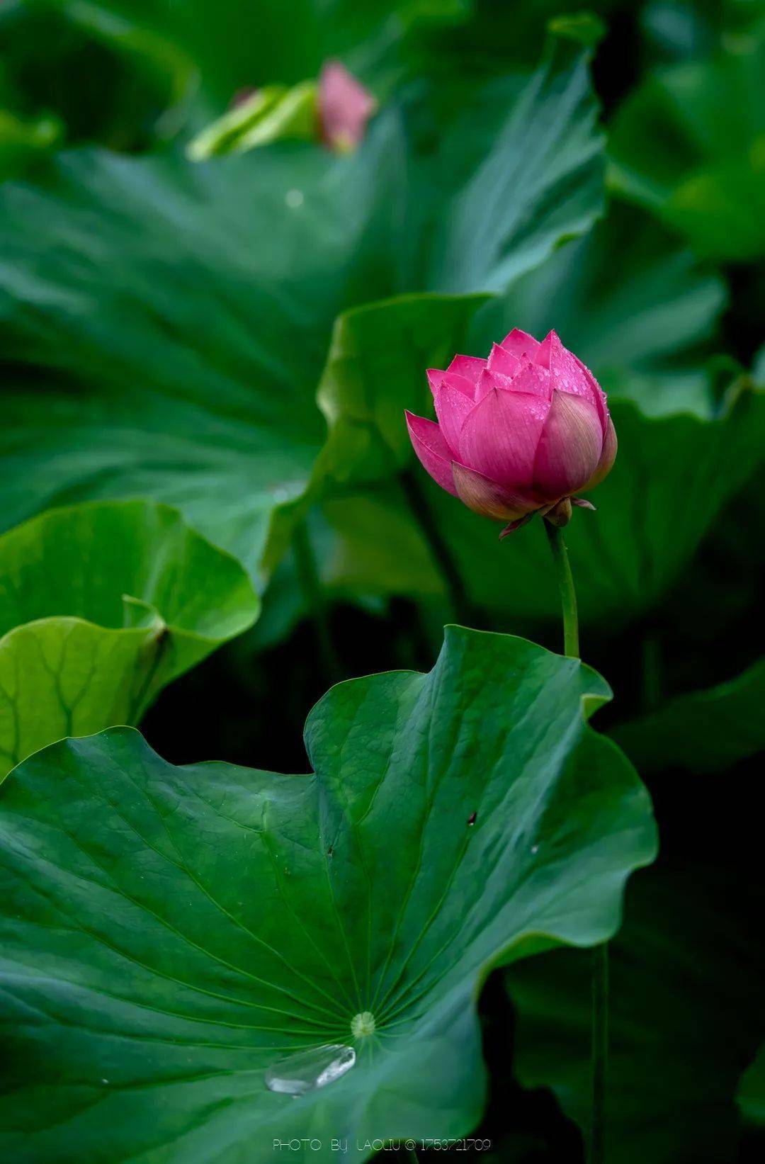 水波潋滟 碧色连天 这儿的荷花 开了 银河