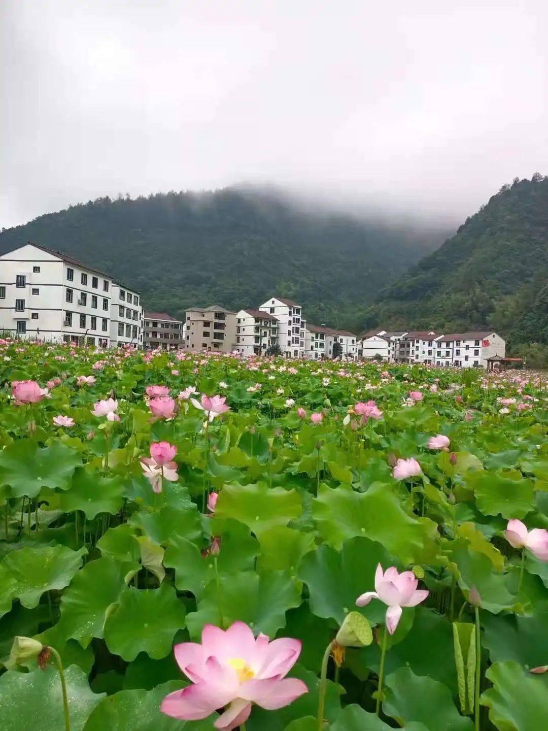 青田方山荷花基地图片