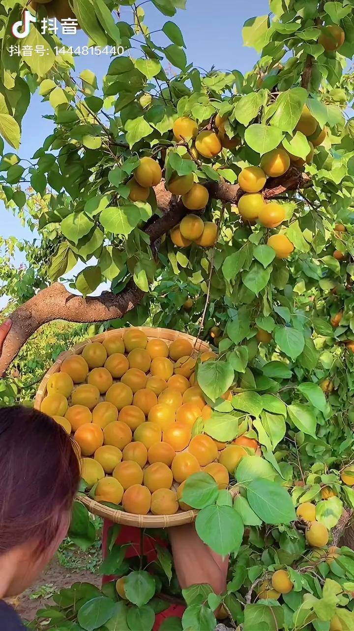 我们这里是产地每一颗大黄杏都是从果树上新鲜采摘给你源头好生鲜大黄