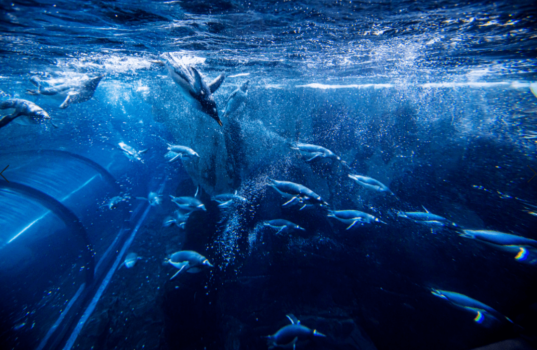 梦见海底能说话呼吸
