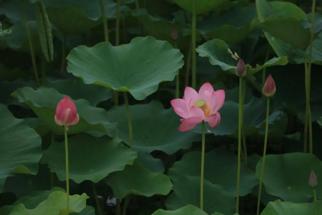 岐山城南鳳鳴湖的荷花開了,一起去賞花散步呀_荷葉