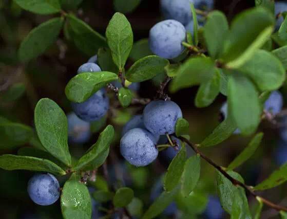 又见六月都柿花儿开