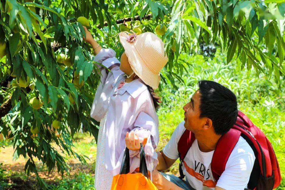 炎炎夏日属桃最甜!赶紧带好箩筐咱们来大龙南摘桃子去~来源:龙南文旅