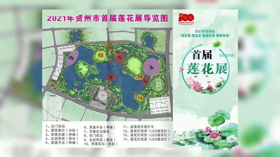 爱莲湖火了贺州首届莲花展已经开始