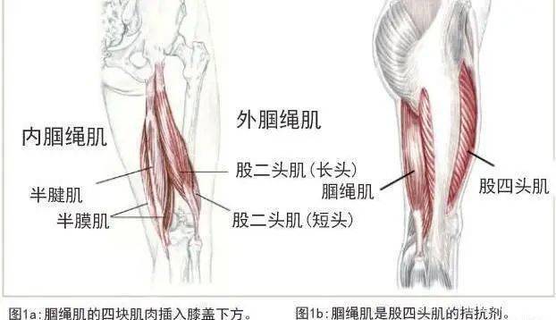 腘绳肌是大腿后部的四大块肌肉