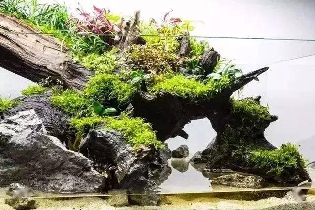 腐化与新生只有一块沉木水陆造景