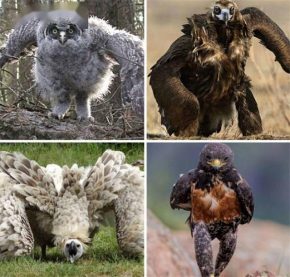 人类和猩猩的宝宝一模一样29张难得一见的有趣照片