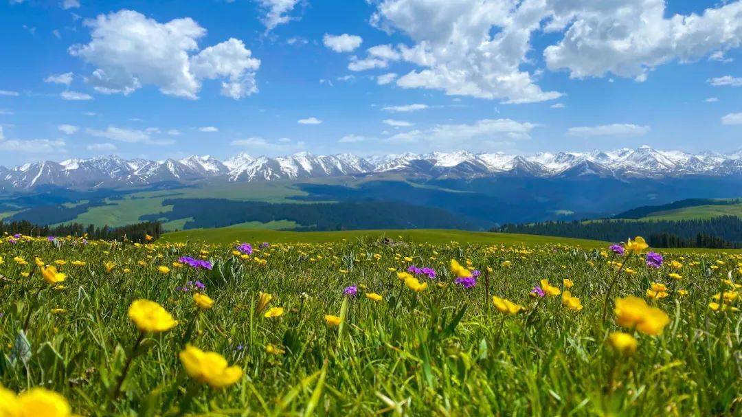 图说新疆丨喀拉峻草原花满坡