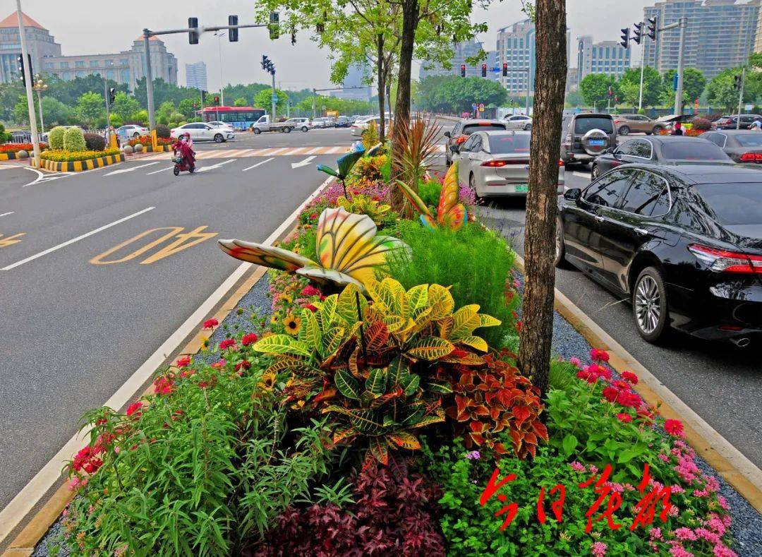 广州,满城红!_花坛
