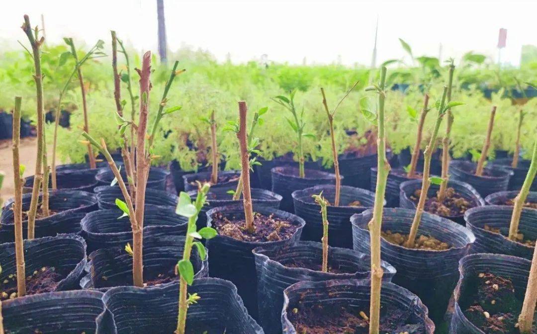 紫锥菊娇艳绽放!太平羊尾村靓靓靓~~~_种植