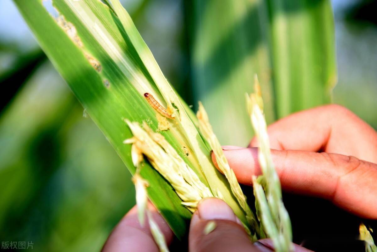 玉米螟昼伏夜出幼虫钻心危害大农业专家告诉你长效防治方法