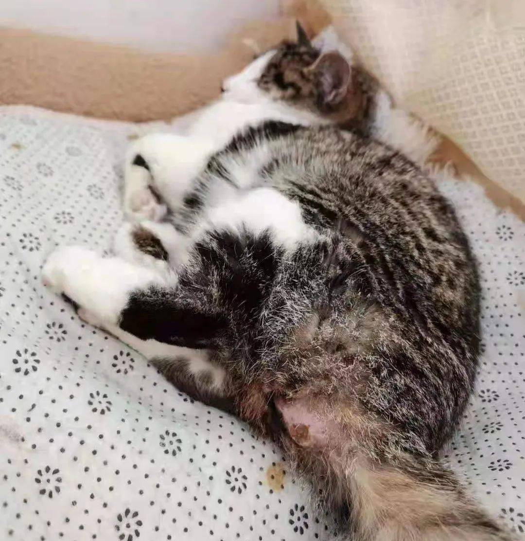 "社死便秘小猫咪"笑翻全网,其实它很难受…_粪便