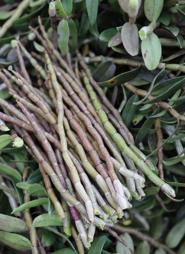 "养胃之王",解决你的老胃病,每天喝一杯,胃病都好了