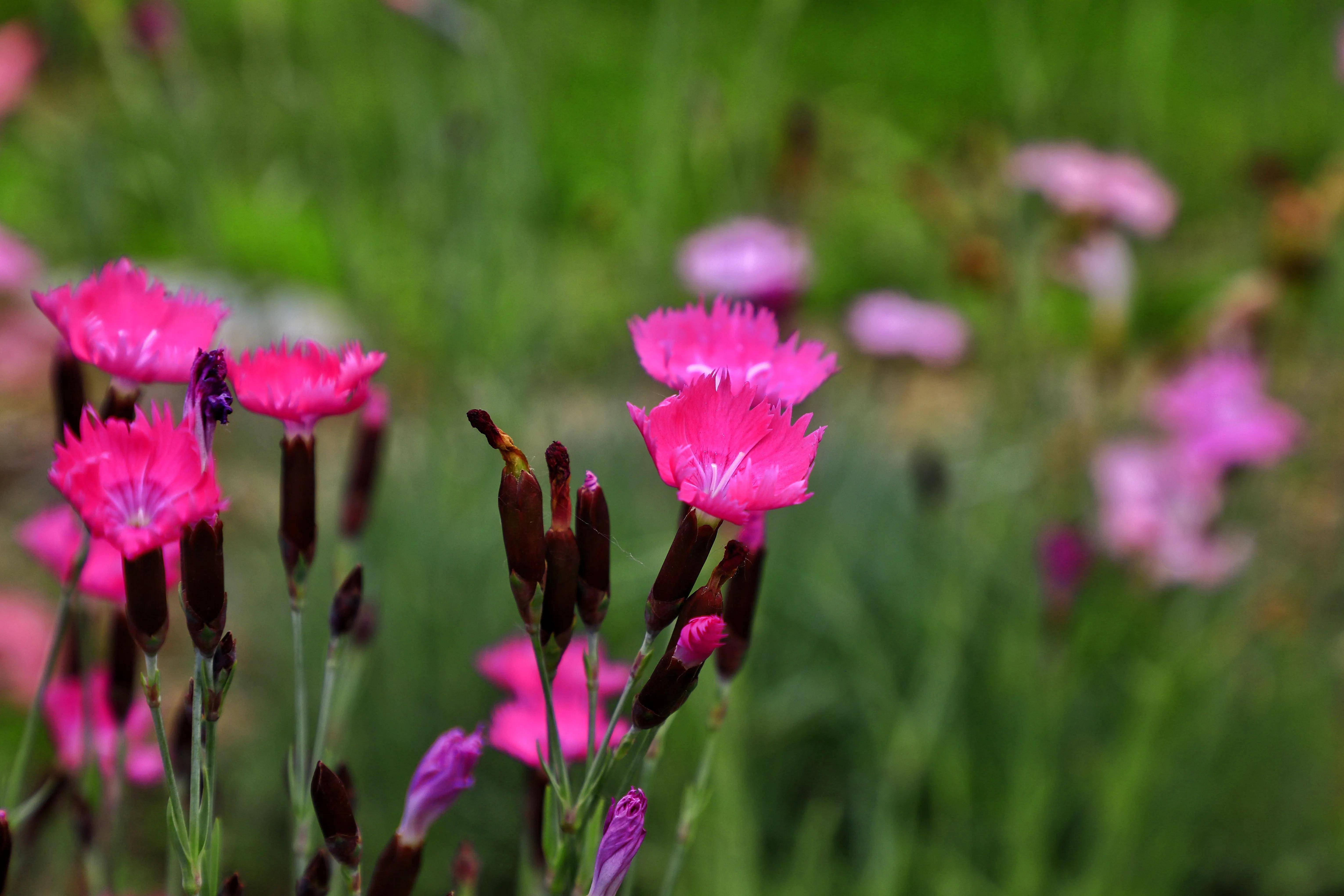 西宁湟水河湿地公园鲜花开放色缤纷,香气扑鼻心情爽