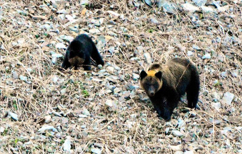 熊出没主意 日本北海道棕熊袭击民宅 3只家犬1死2伤 居民