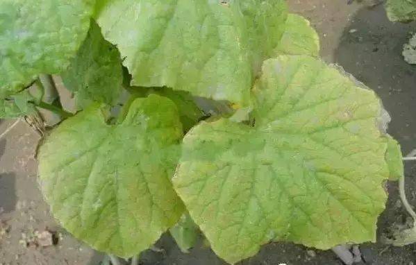 作物缺素"典型"症状图!(超级实用)