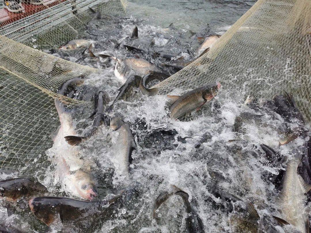 一条鱼近40斤安康这个生态渔业养殖基地牛