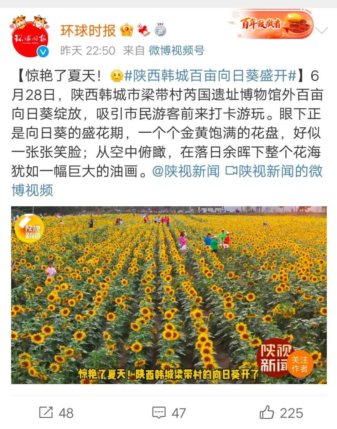 韩城芮博向日葵花海冲上微博热点榜单 视频内容被环球日报 中国日报 人民网关注转发 古城