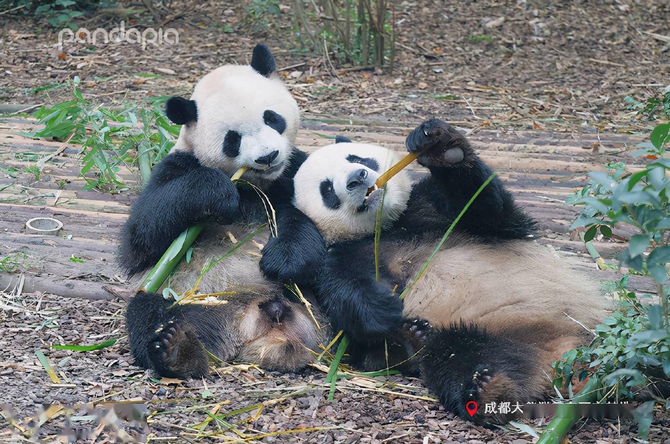 出彩滚滚每一只大熊猫在熊群中都扮演着不同的角色