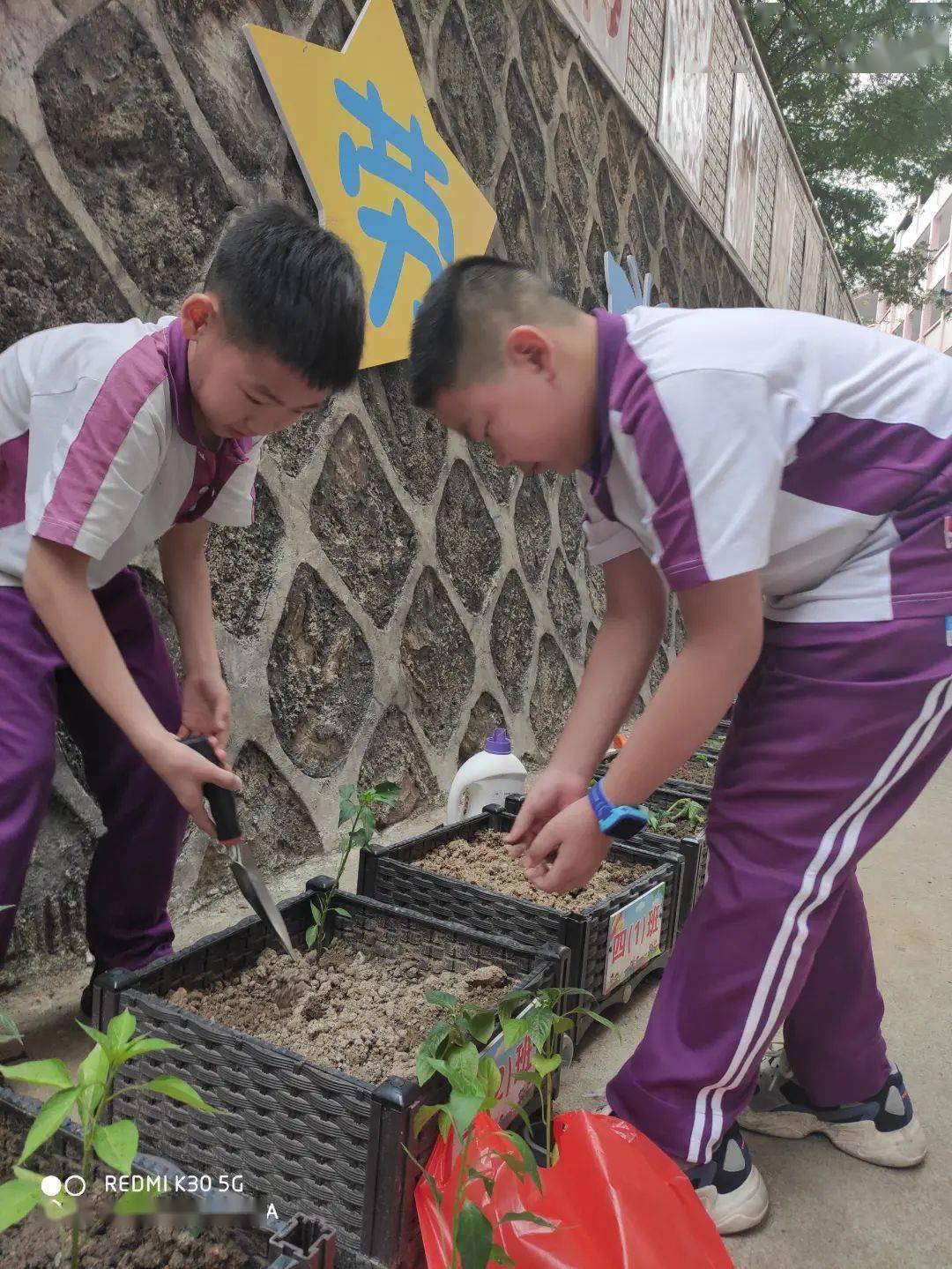 勞動教育大埔縣大埔小學校園勞動基地勞動實踐紀實