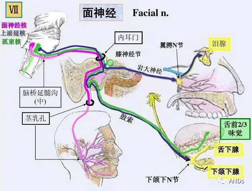 面神经分支及支配肌肉图片