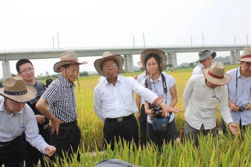 先锋风采丨谢华安稻田里的守望者