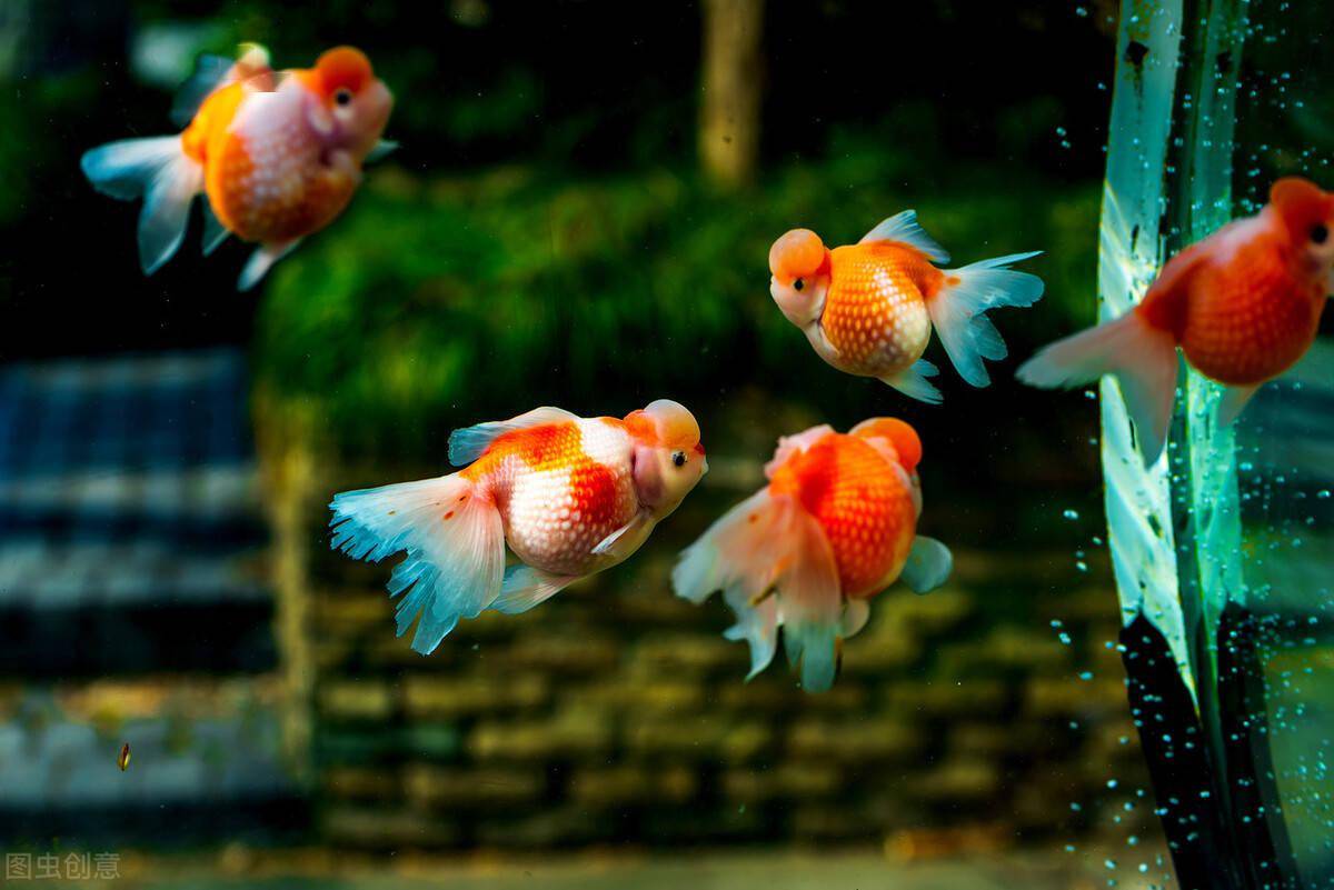 你想养金鱼吗这6个方面你要知道否则我劝你还是别养了吧