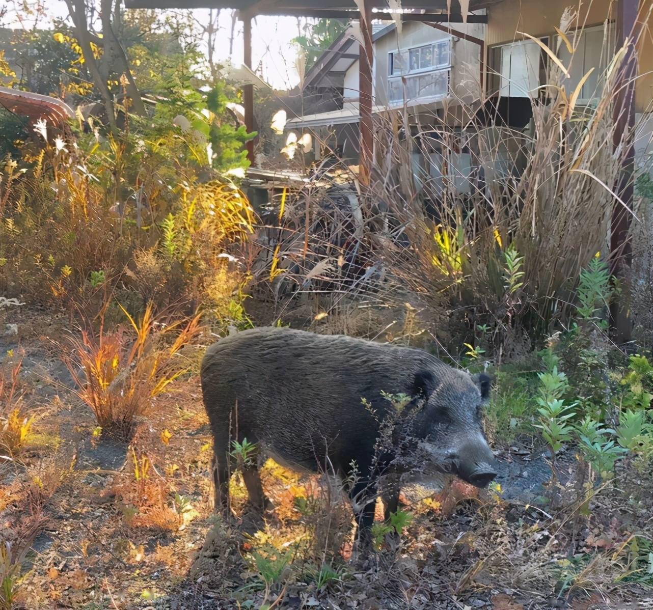 日本福岛县又出现新的核辐射野猪,有毒还是无毒,现在争议更大了