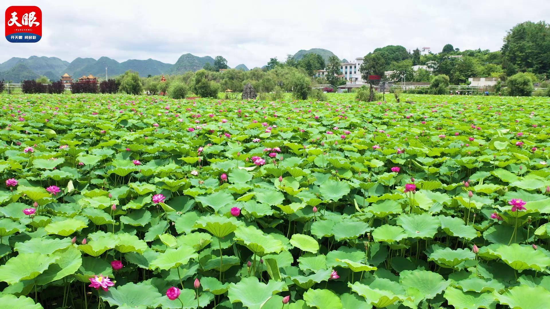 贵州安龙千亩荷花盛开迎客来