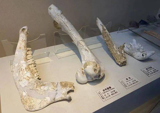 考古学99长阳人_化石