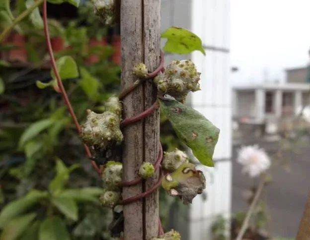 农村墙上"草疙瘩",从前无人采,如今却成美味食材,一斤卖20元!_三七