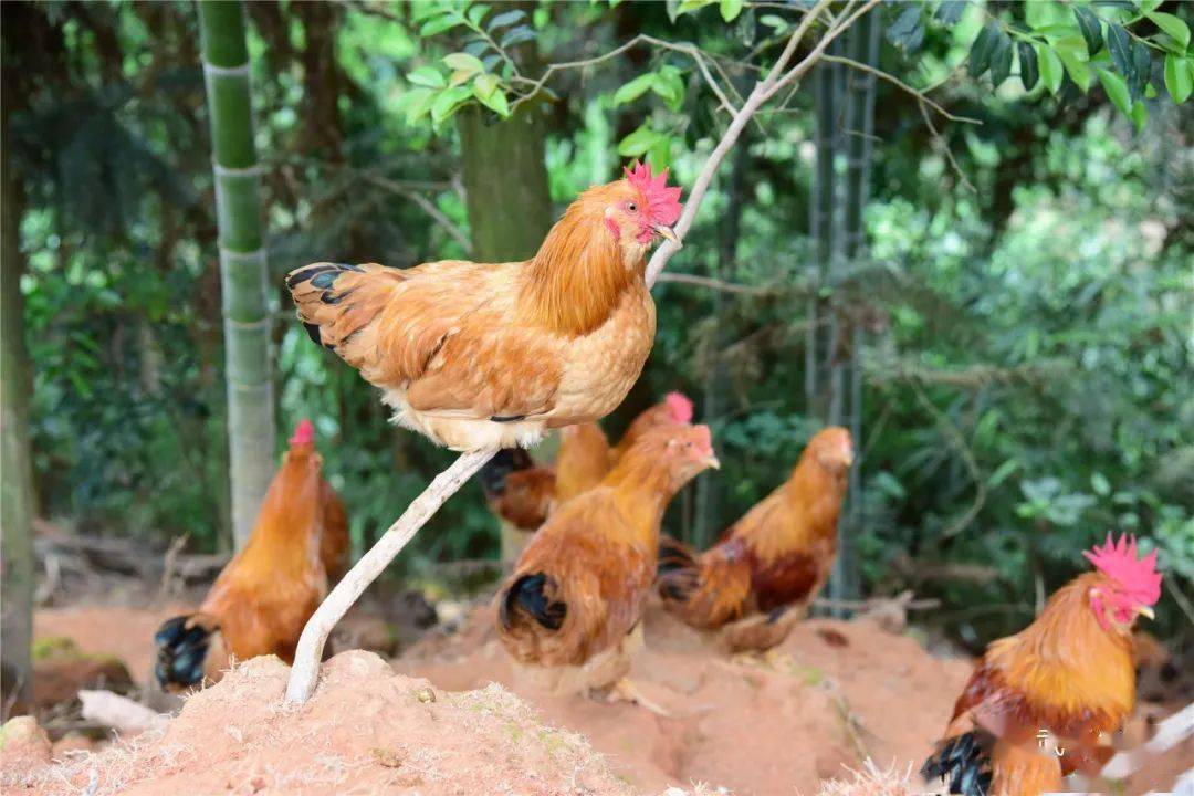 武平林下飞出"金凤凰!_象洞